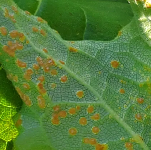 Silphium rust