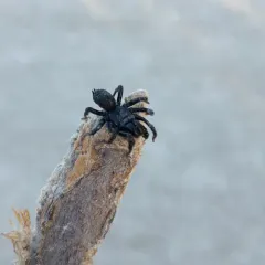 Black Purseweb Spider thumbnail 3