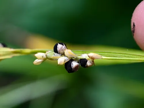 Anthracoidea blanda
