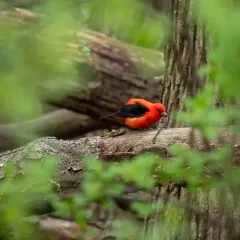 Scarlet Tanager thumbnail 4