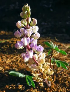 Plumas lupine thumbnail 4