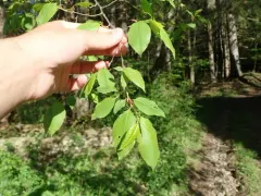 Cherry Shot Hole thumbnail 4