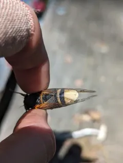 Flying saltshaker fungus thumbnail 2