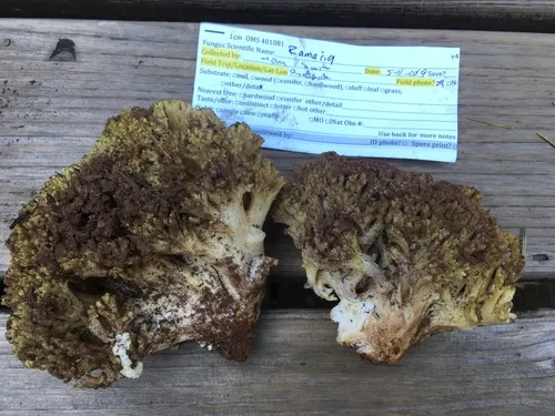 Ramaria rasilispora