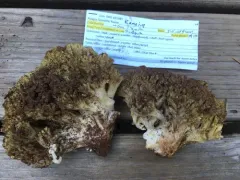 Ramaria rasilispora thumbnail 1