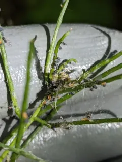 Garlic Mustard Aphid thumbnail 2