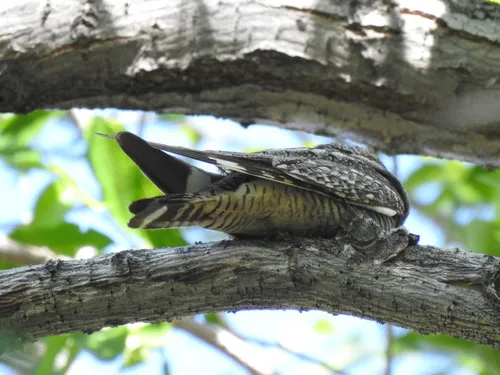 Lesser Nighthawk
