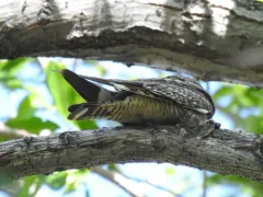 Lesser Nighthawk thumbnail 1
