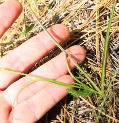Howell's Microseris thumbnail 4