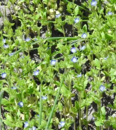 Two-lobe Speedwell thumbnail 4