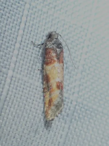 Rhyacionia sonia