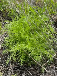 Noble Yarrow thumbnail 3