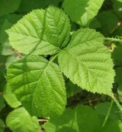 European dewberry thumbnail 4
