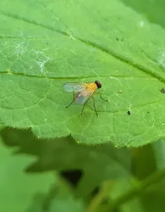 Thricops diaphanus thumbnail 3