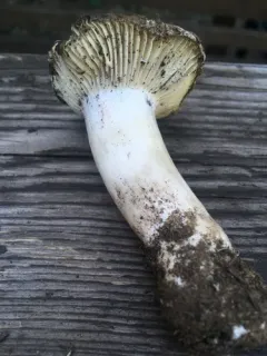 March Waxy Cap thumbnail 1