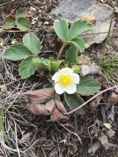 Virginia strawberry thumbnail 6