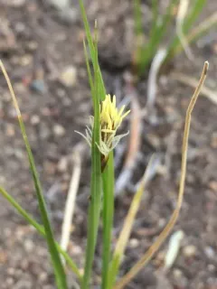 blunt sedge thumbnail 2