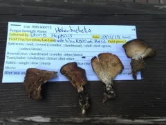 Woodchip Oyster thumbnail 4