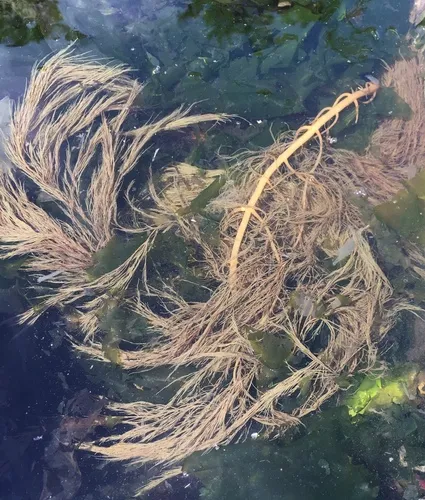 stringy acid kelp
