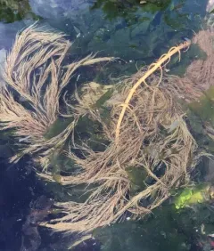 stringy acid kelp thumbnail 1