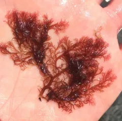 Plocamium pacificum thumbnail 3