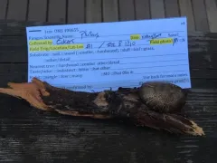 Pluteus brunneidiscus thumbnail 4