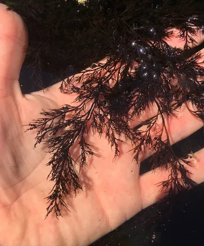 sea brush