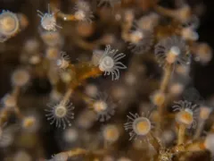 Eudendrium californicum thumbnail 2