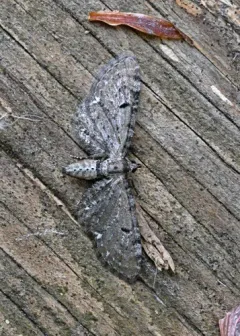 Eupithecia russeliata thumbnail 2