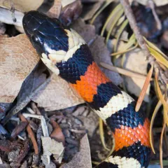 California Mountain Kingsnake thumbnail 1