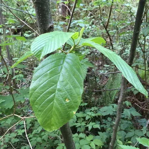 Cascara