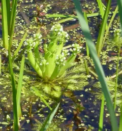 Featherfoil thumbnail 4