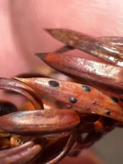 juniper split thumbnail 1