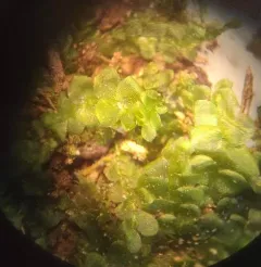 Square-leaved Crestwort thumbnail 1