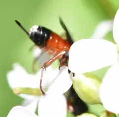 Pleolophus basizonus thumbnail 3