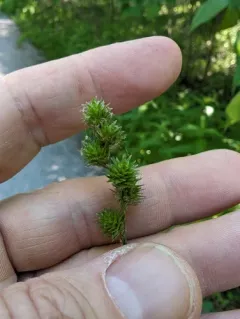 Greater Straw Sedge thumbnail 4