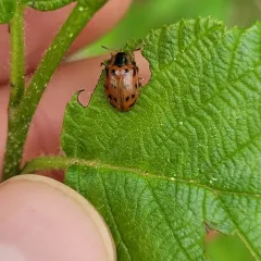 Maine Leaf Beetle thumbnail 4