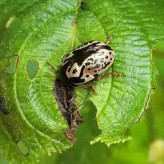 Confluent Leaf Beetle thumbnail 4