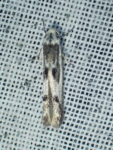 Blastodacna bicristatella