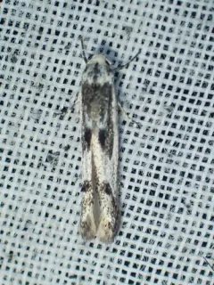 Blastodacna bicristatella thumbnail 1