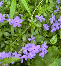 creeping phlox thumbnail 4