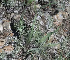 Slender Hawksbeard thumbnail 4