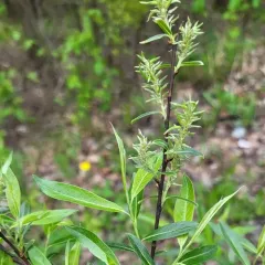 meadow willow thumbnail 3