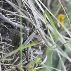 Long-legged Anabrus thumbnail 2