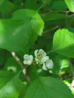 Biltmore Hawthorn thumbnail 3
