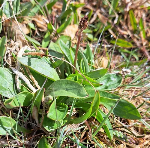 Saline Plantain