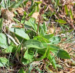 Saline Plantain thumbnail 1