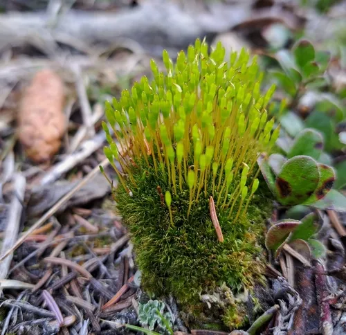 Slender Cruet-moss