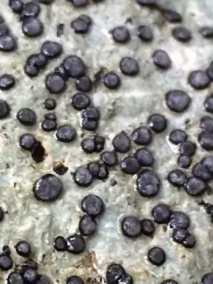 Carlott's porpidia lichen thumbnail 3