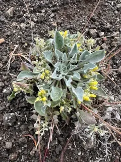 western bladderpod thumbnail 3